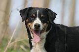 BOUVIER D'APPENZELL 037